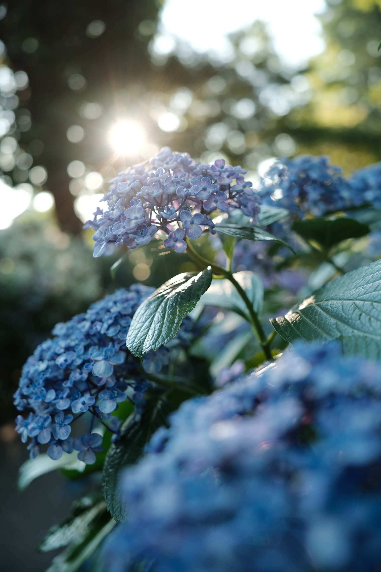 XF18mm F1.4 R LM WR レビュー ありのままに、美しく。 | ottottoの