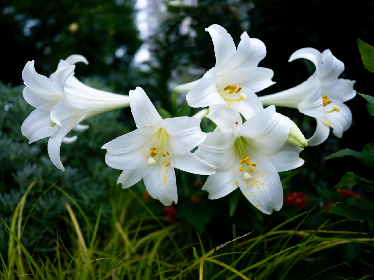 28mm単焦点で切り取る草花たち | ottottoのカメラブログ